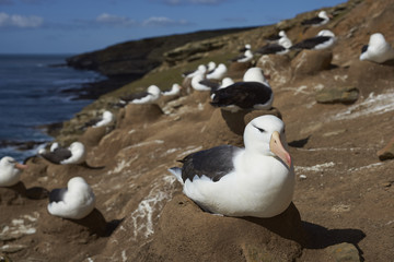 Black-browed Albatross (Thalassarche melanophrys) sitting on a nest on the cliffs of Saunders Island in the Falkland Islands.