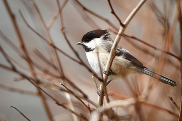 Chickadee