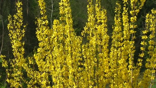 Der Forsythienstrauch bewegt sich im Wind