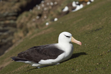 Black-browed Albatross (Thalassarche melanophrys) sitting on a grassy slope on the cliffs of Saunders Island in the Falkland Islands.