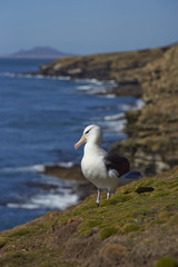 Fototapeta na wymiar Black-browed Albatross (Thalassarche melanophrys) standing on a grassy slope on the cliffs of Saunders Island in the Falkland Islands.