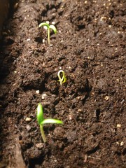 Ростки перца Чили.