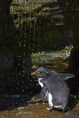 Rockhopper Penguin (Eudyptes chrysocome) having a shower under a waterfall on the cliffs of...