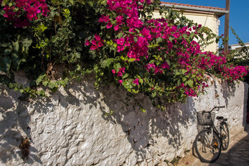 Fototapeta na wymiar Mediterranean ornamental plant on white stone fence on a street