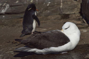 Black-browed Albatross (Thalassarche melanophrys) with its head tucked under its wing. Rockhopper Penguin (Eudyptes chrysocome) in the background. Saunders Island in the Falkland Islands.