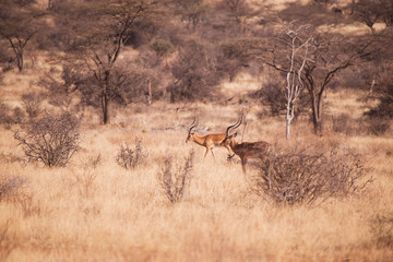antilope impala in Samburu National Park, Kenya Africa
