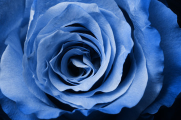 Blue rose flower