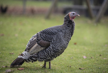 Turkey in a meadow