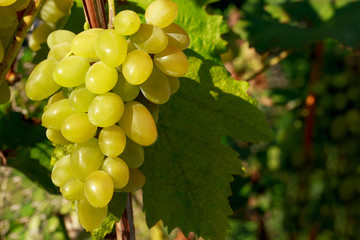 bunch of ripe grapes