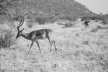 antilope impala in Masai Mara