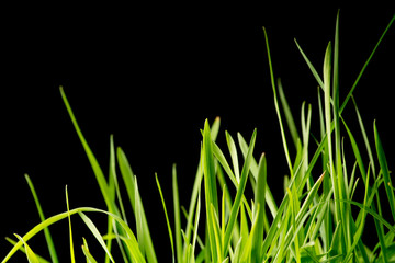 green grass on black background
