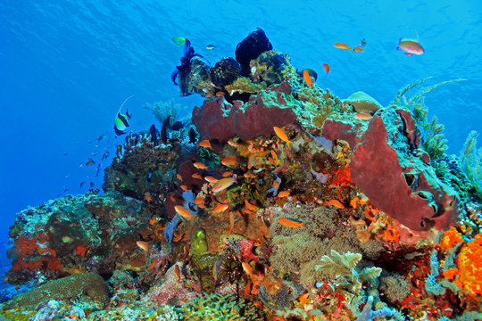 The Pristine and Colorful Coral Reefs of Komodo, Indonesia