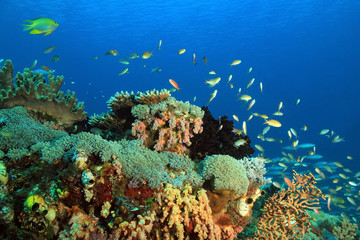 Colorful Coral Reef against Blue Water. Gam, Raja Ampat, Indonesia