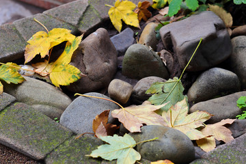 Autumn yellow leaves on pebble stones. Overcast mood. Autumn Still Life