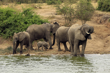 Elephant Family (Loxodonta Africana) Drinking at the River Bank of Kazinga Channel.  Queen Elisabeth National Park, Uganda