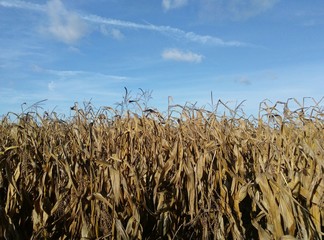 Maisfeld vertrocknet im Herbst