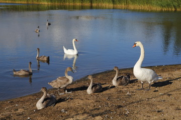 Lake in an urban park, with wildlife