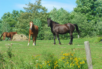 brown and black horses standing in green field enclosure
