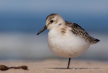 Sanderling - Calidris alba