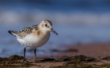 Sanderling - Calidris alba