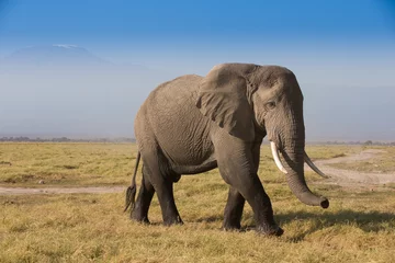 Zelfklevend Fotobehang Kudde olifanten in Amboseli National Park Kenia © kubikactive