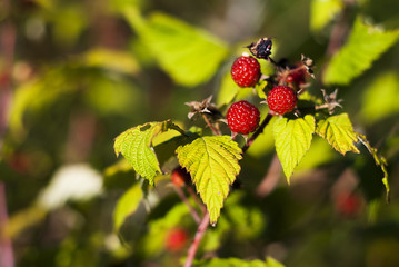  raspberries