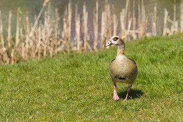 Nile Goose In The Grass