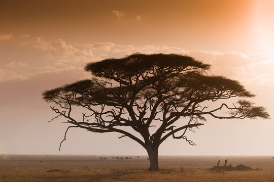 Amazing kenia landscape in Amboseli National Park