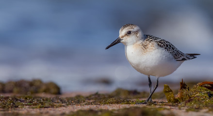 Sanderling - Calidris alba