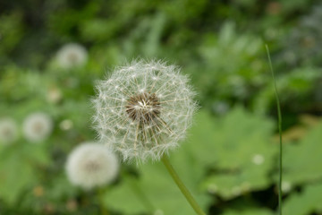 Dandelion Seed Head