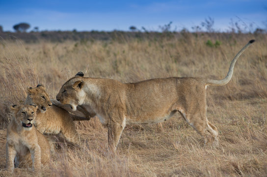 Funny kions family in Masa Mara National Park Kenia