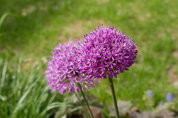 Persian onion Purple / Allium cristophii