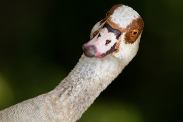 Nile goose