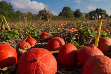 Red Hokkaido Harvest