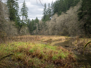 Lake Sylvia After The Leaves Fell