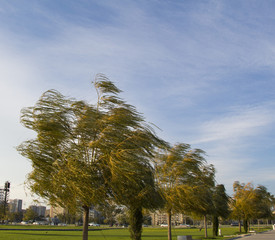 Trees on windy day