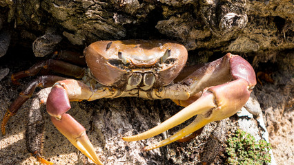 Strandkrabbe unter Baumwurzel