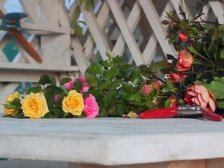 After working in the garden, cut roses lying on a wooden table.