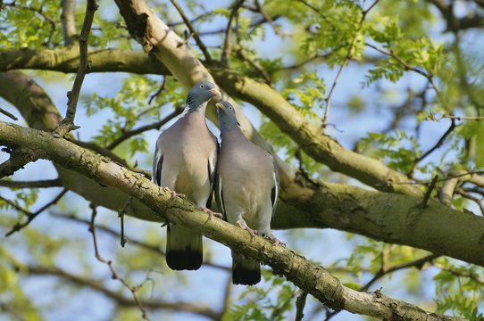 Two Common wood pigeon on the branch.