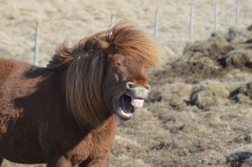 Laughing Horse in a Field