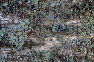 Tree covered with moss abstract background