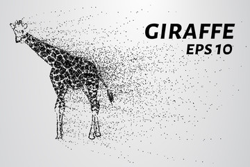 Naklejka premium Giraffe of the particles. The giraffe consists of small circles and dots. Vector illustration