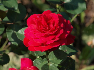 Makro Rose im Garten