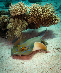 Bluespotted ray (Taeniura lymma) in the Red Sea, Egypt © timsimages.uk