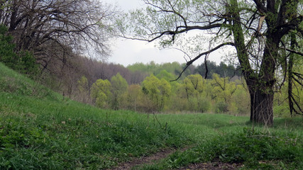 photo of forest landscape