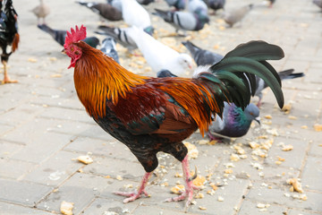 Spotted orange with black and green rooster walks in the Park.