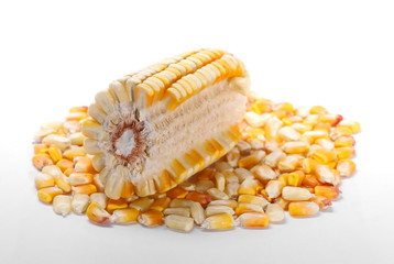 corn on cob kernels isolated on white
