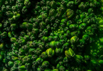 Close up Macro Texture of Natural Organic Brocolli Upper Part