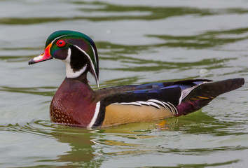 Wood Duck