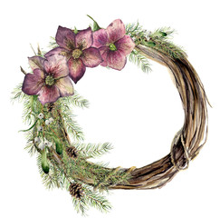 Watercolor christmas wreath with hellebore flower. New year tree and wood branch wreath with mistletoe and christmas rose for design, print or background